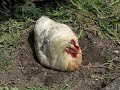 poule