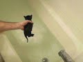 kittes first bath