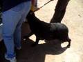 Faith's Rescue Video