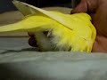 Budgie lays an egg
