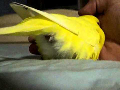 how to get more eggs from australian parrots