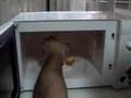 Y POR FIN PLASMA EN EL MICROONDAS