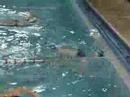 entrenamiento, t�cnica de crol de hern�n