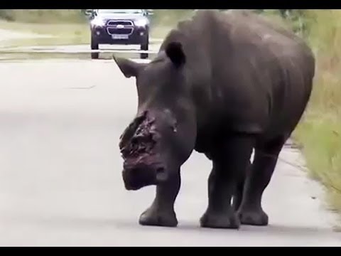 Dehorned Rhino Seen on the Road in the Kruger National Park - Not for sensitive viewers