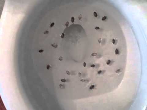 how to eliminate stink bugs
