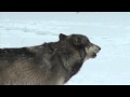 Wolf Park Week- December 20, 2009