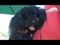 Wagsworth Manor - Day Camp 05