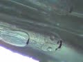Centropyge argi (Pygmy Angelfish) larvae 26 hours post hatch Centropyge argi (Pygmy Angelfish) larvae 26 hours post hatch