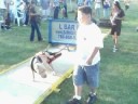 Torque the Natural- Puppy Weight Pull