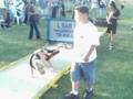 videos de Torque the Natural- Puppy Weight Pull
