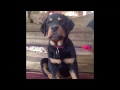 funniest puppy fights and funny fails top funny little dog videos puppy vines