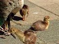 Jonge pauwtjes bij Kinderboerderijtje de Gorzen Jonge pauwtjes bij Kinderboerderijtje de Gorzen
