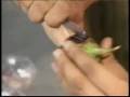 5 Quick & Easy Indian Recipes : How to Prepare Stuffed Egg Plant: Part 6