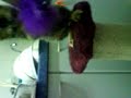 MOV00309.3GP