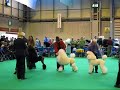 Standard Poodle Crufts 2008