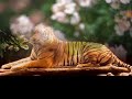 animales algunos graciosos otros lindos