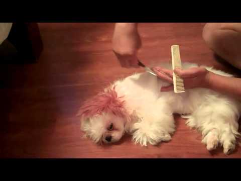 how to trim dog hair