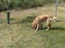 Oliver Golden Retreiver