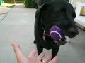 Molly Ball Molly Ball