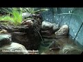 Philadelphia Zoo Bog Turtle Exhibit Re-designed