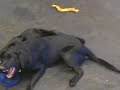 Black Labs in Love