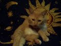 Gato fernando!!!