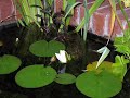 Waterlily timelapse Waterlily timelapse