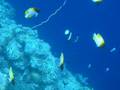 videos de IMGP4576.MOV
