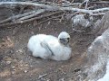 baby bird