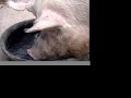 Sloppy Pig (by TagTooga.com)
