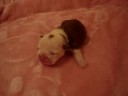 bulldog puppies   fortune city victoria´s secret
