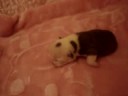 bulldog puppies   fortune city victoria´s secret