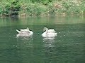 Rolling and flapping Rolling and flapping
