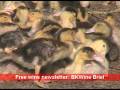 A duck farm in the Perigord in south-western France.