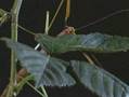 Stick insect - Natural History