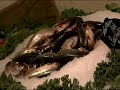 Watch 'Phil's Fish Market Cioppino'