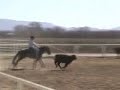 Von Dutch on Cattle, 3/4/8 Von Dutch on Cattle, 3/4/8