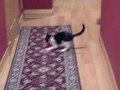 videos de The Fetching Cat