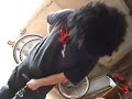 caidas-golpes-risa-funny-animals-bloopers-5.html