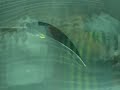Flow Past A Cambered Airfoil in Wind Tunnel