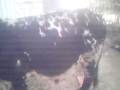 videos de BAKRA IED 2008