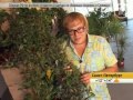 Традесканция от диареи. Народная медицина