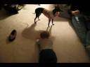 Zander_Going_The_Distance.wmv Zander_Going_The_Distance.wmv