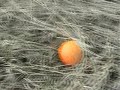 The Trip Of An Orange