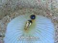 videos de Bague malgache saphir