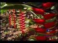 Video promocional del V encuentro de escritores por la Paz de Colombia a llevarse a cabo en Caicedonia Valle durante el mes de Noviembre 2007.