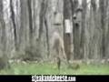 squirrel vs deer