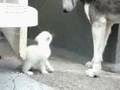 Hund und Katz