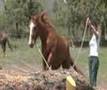 Colorado Parelli Center Liberty & Horse Behavior May 2008