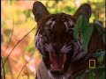 Tiger Eye: Up Close and Personal